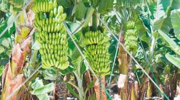 केळी घडाची गुणवत्ता वाढवण्यासाठी उपाय