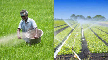 The relation between fertilizers & irrigation with incidence of insect pests