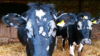 Ringworm and itching problem in Cattles