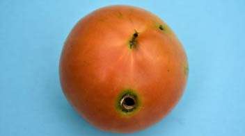 Tomato fruit borer