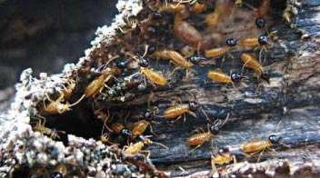 Termites in Horticultural Crops