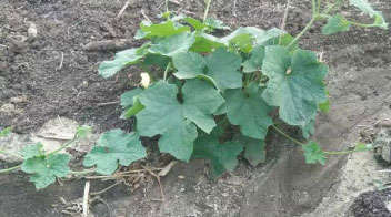 For proper growth and development of ridge gourd 