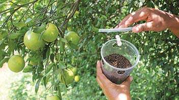 ફળપાકમાં નુકસાન કરતી ફળમાખી માટે ટ્રેપ જાતે બનાવો