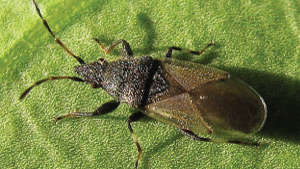 Know this insect “dusky cotton bug”, which is sometimes found on okra pods