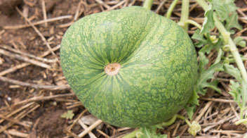 Dose the fruit of water melon become deformed?