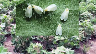 Whitefly in cotton