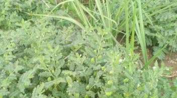 आंतरपीक घेताना घ्यावयाची काळजी