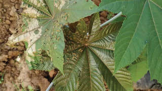 Bihar Hairy Caterpillar Outbreak in Castor Crop