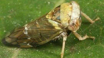 Which insecticide will you spray for mango hopper during first fortnight of this month?