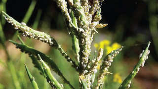 Control of aphids in mustard crop