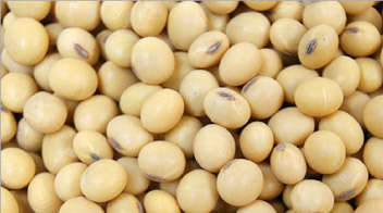 सोयाबीन की बीज दर कितनी रखें