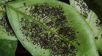 Know more about this parasite of black fly infesting citrus