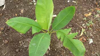 Fertilizer management in Banana