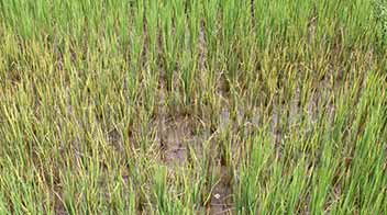 Control of sucking pests in summer Paddy
