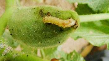 Know about Okra fruit borer