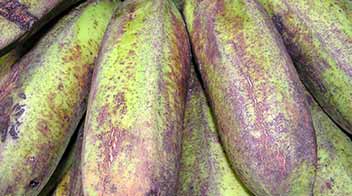 Know the thrips damage in Banana