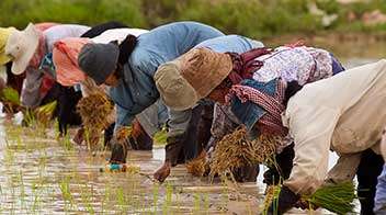 Cut the tips of paddy seedlings before transplanting