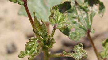 कपास में थ्रिप्स का नियंत्रण