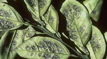 नींबू में काली मक्खी के बारे में जानिए