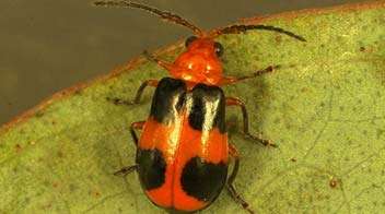 Know about red & black pumpkin beetles