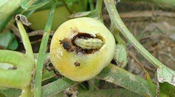 Control of Tomato fruit borer