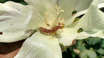Is it seen this kinds of flowers in cotton?