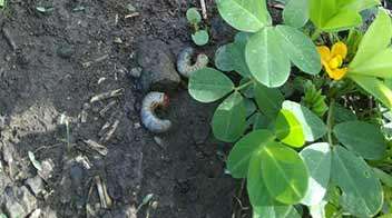 White grub in groundnut