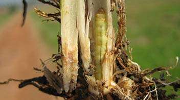 Best insecticide for Paddy stem borer