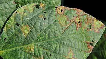 Control of thrips in Soybean