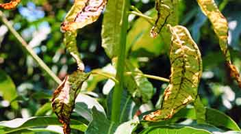Know the damage caused by thrips in Mango