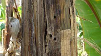Know the damage caused by Banana stem weevil