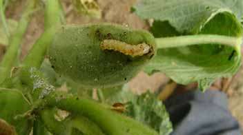 भिन्डी में तना एवं फल छेदक इल्ली के लिए आप किस कीटनाशक का छिड़काव करेंगे?