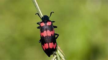 Blister beetles in bajra