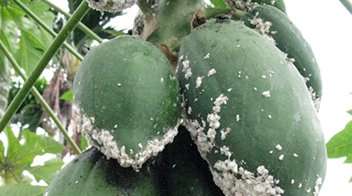 Mealybugs in Papaya