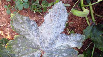 Know new fungicide for powdery mildew.
