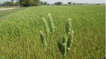 Solution of prolonged problem of phalaris minor weed in wheat