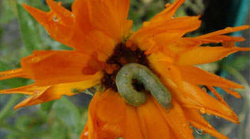 Is there this kind of caterpillar in your Marigold crop?