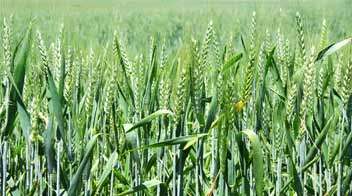 Right time for Wheat sowing