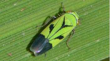 Are you seeing green leafhopper in your paddy crop?