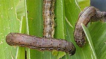 सर्दी में मक्का की फसल में फाल आर्मीवर्म (एस फ्रुगिस्पेर्डा) की शुरूआत होने पर नीम आधारित फॉर्मूलेशन लगाएं