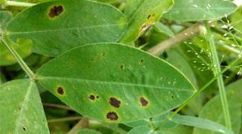 Are you seeing leaf spots on groundnut?