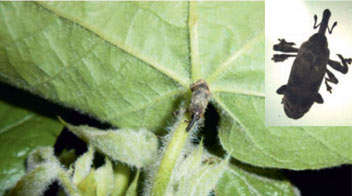 Shoot weevil management in cotton