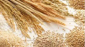 Good quality seeds/varieties of Wheat