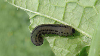 Know the insecticide for the control of Mustard sawfly