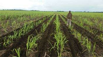 Weed management in sugarcane