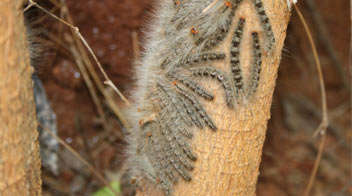 Moringa caterpillar