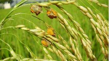 Is false smut damaging your paddy crop?