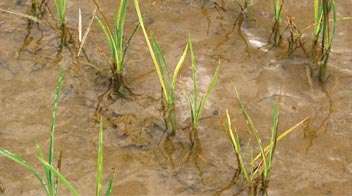 How to control zinc deficiency in paddy?