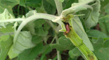 Krishi Gyaan - Which insecticide will you spray for Brinjal shoot & fruit borer? - Agrostar