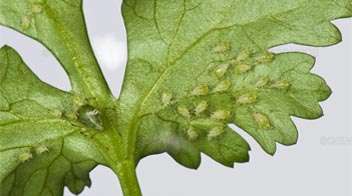 Which insecticide will you spray for aphid in Coriander?